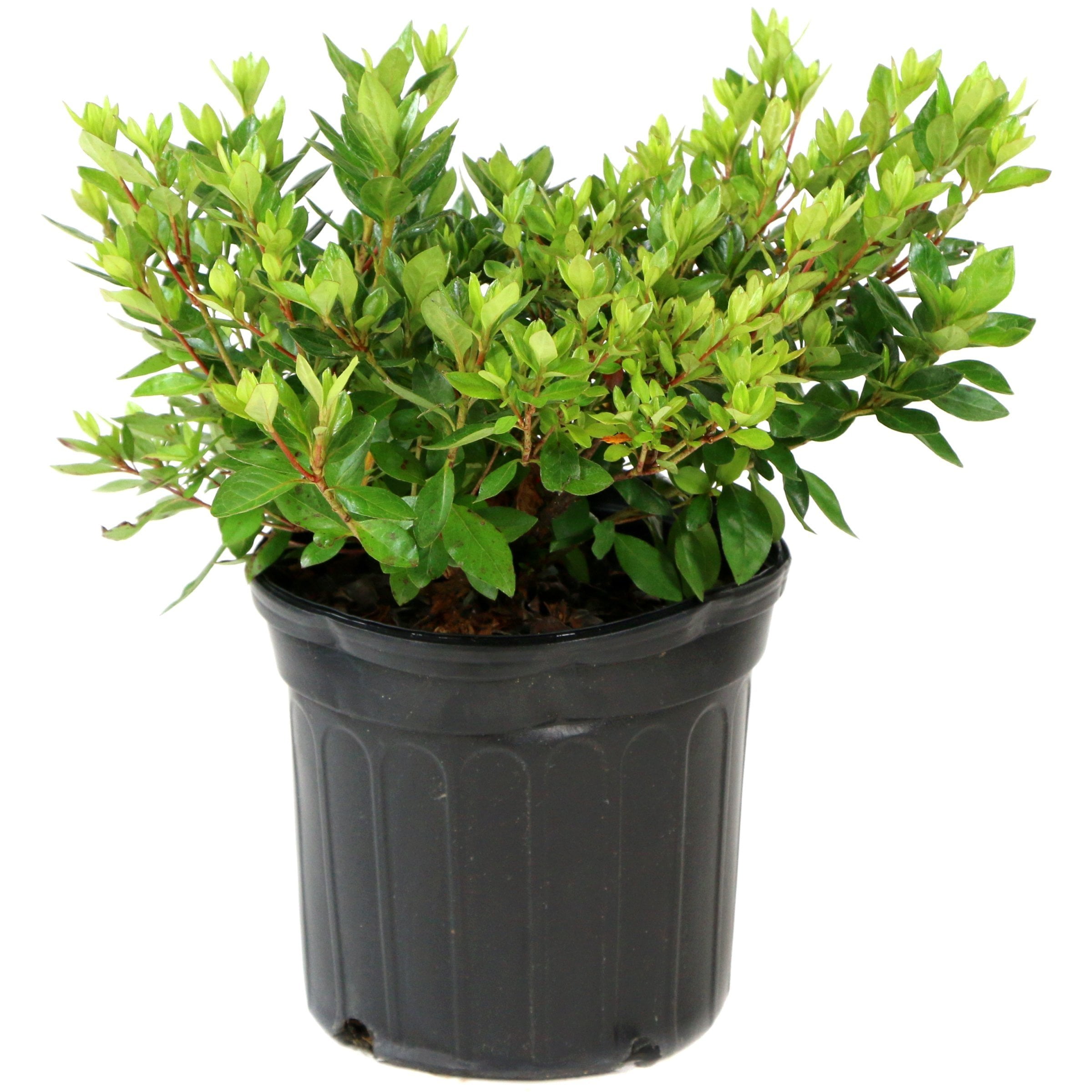 3 gal Azalea Snow Live Shrub with Partial Shade Conditions