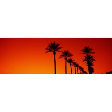 Silhouette of Date Palm trees in a row at dawn  Phoenix  Arizona  USA Poster Print by  - 36 x