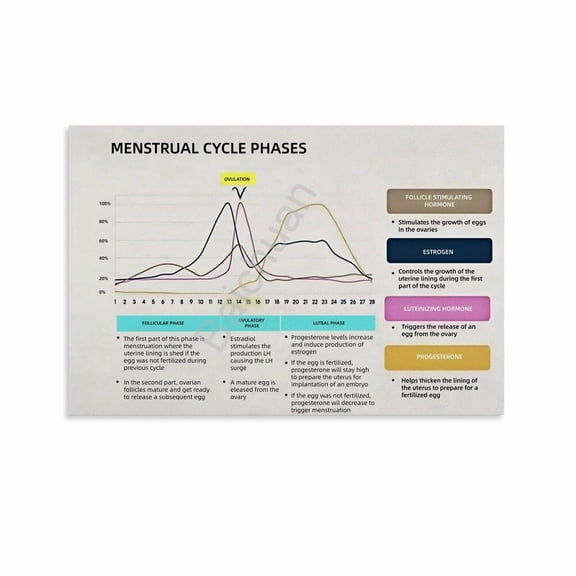 The Female Menstrual Cycle And Hormones Chart Women's Health Poster 4 Canvas Painting Posters And Prints Wall Art for Living Room Bedroom Decor