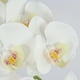 thumbnail image 3 of Tallos de orquídeas Flores artificiales Real Touch Látex Faux Phalaenopsis Ramas 9 Flores grandes 38 pulgadas brillar Juguete, 3 of 6