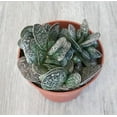 thumbnail image 5 of Calico Hearts - 2 Live Starter Plants in 2 Inch Pots - Adromischus Maculatus - Drought Tolerant Indoor Outdoor Cacti Succulent Houseplant, 5 of 5