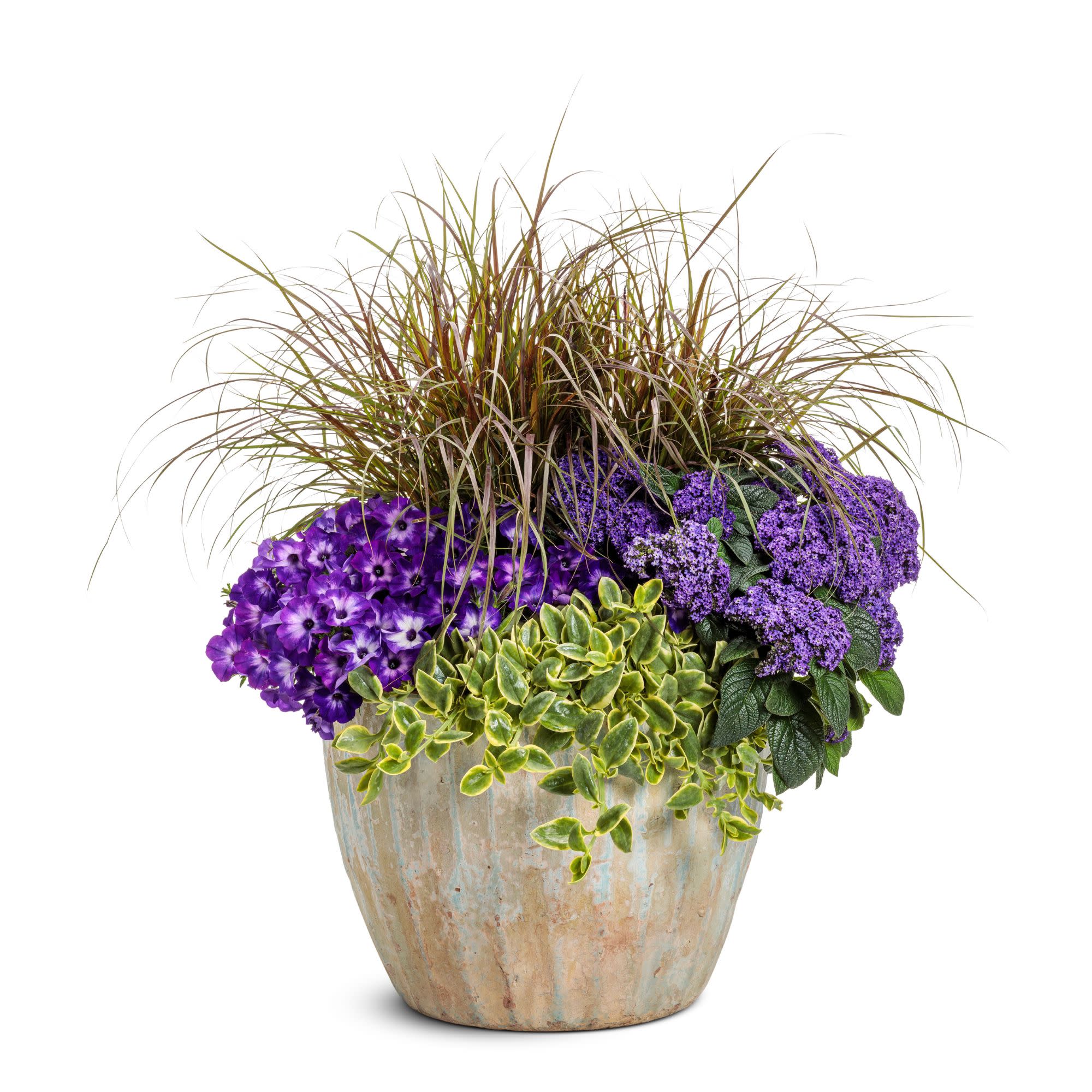 Proven Winners 4" Purple Supertunia Blue Tiara Petunia Live Plant in 4.25" Pot (4 Count)