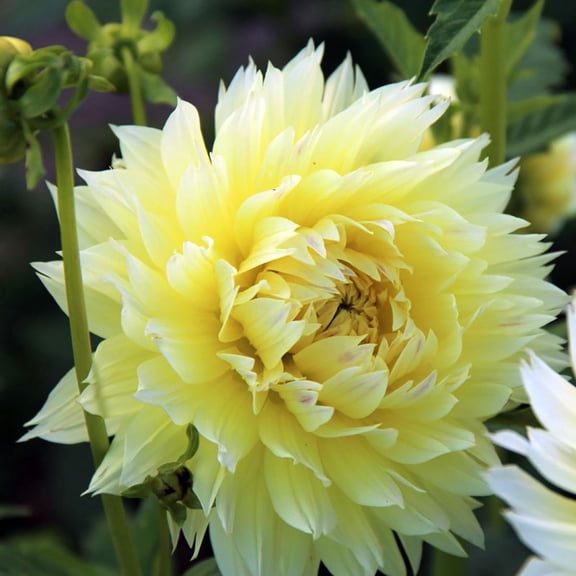 Canary Fubuki Dahlia - 2 Top Size Root Clumps - Huge Dinnerplate Fimbriata Flower