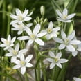 thumbnail image 2 of Easy to Grow Ornithogalum Star of Bethlehem 20 Plant Bulbs, Sun Zones 5-9, 2 of 5