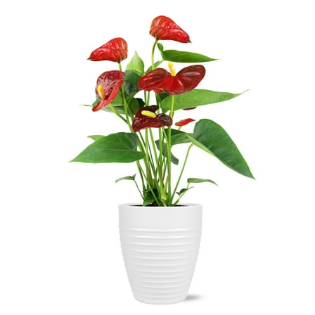 Just Add Ice Live Indoor Plant 14" Tall Anthurium Live Plant in 5" Decorative Fiber Clay Pot