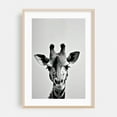 thumbnail image 2 of Baby Giraffe - Photography Animal Wildlife Black and White Minimalist Nature Portrait Surrealism Unframed Wall Art Print 5 x 7 inches, 2 of 60