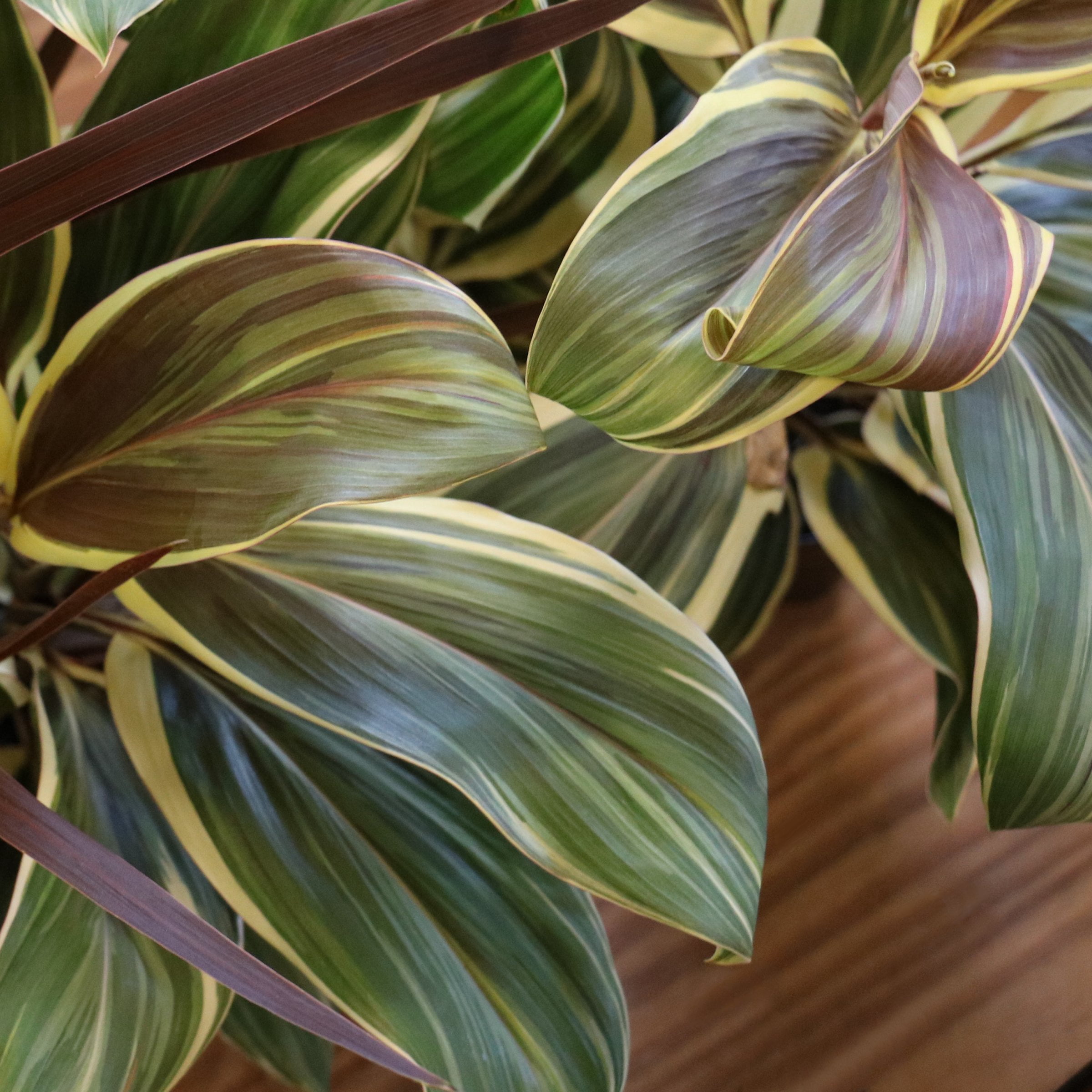 National Plant Network 1 gal. Cordyline Chocolate Queen