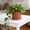 Red, variant on Thicken Colorful Flowerpot Plant Pot Planter Flower Pot with Saucer for Garden Plant Pot Home Decoration Red