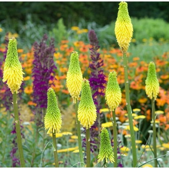 25 Bright Yellow Hot Poker Seeds Torch Lily Flower Kniphofia Perennial Seed 260
