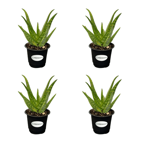 MicroStarts Live Rooikappie Aloe Plant - 4 Succulent Plants in 4 inch pots