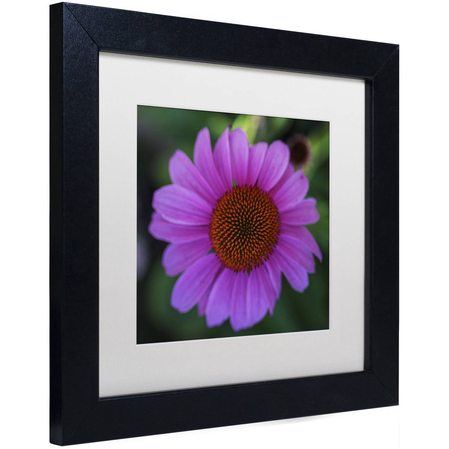 Trademark Fine Art "Purple Coneflower" Canvas Art by Kurt Shaffer, White Matte, Black Frame