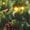 Warm Lights, variant on BrylaneHome 18" Pre-Lit Arrow-Tip Wreaths, Set Of 6