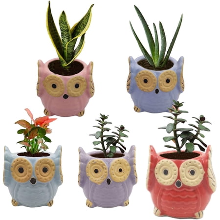 India Meets India Ceramic Planter, Owl Shaped [Multi-Color - 3.5 inch] - Ceramic Flower Pot/Indoor/Outdoor Pot, Set of 5 - by Awarded Indian Artisan