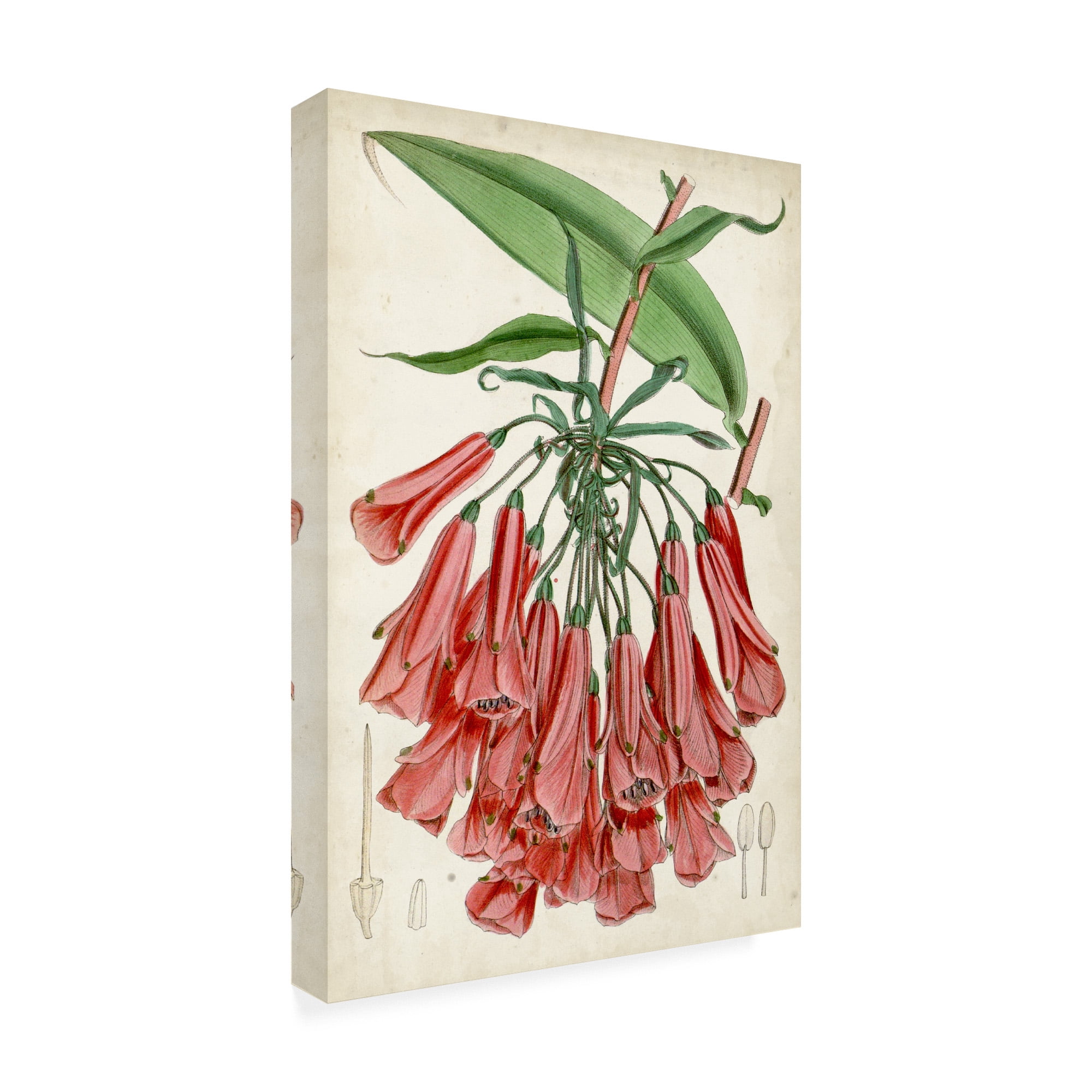 Trademark Fine Art 'Tropical Gems II' Canvas Art by Curtis