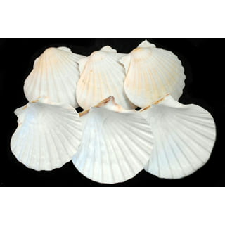 Crossbody 12pcs Scallop Shells,Sea Shell for Crafts Decoration Crafting,Beach White Large Small Bulk Seashells for Kids Crafting,Craft Clam Shells