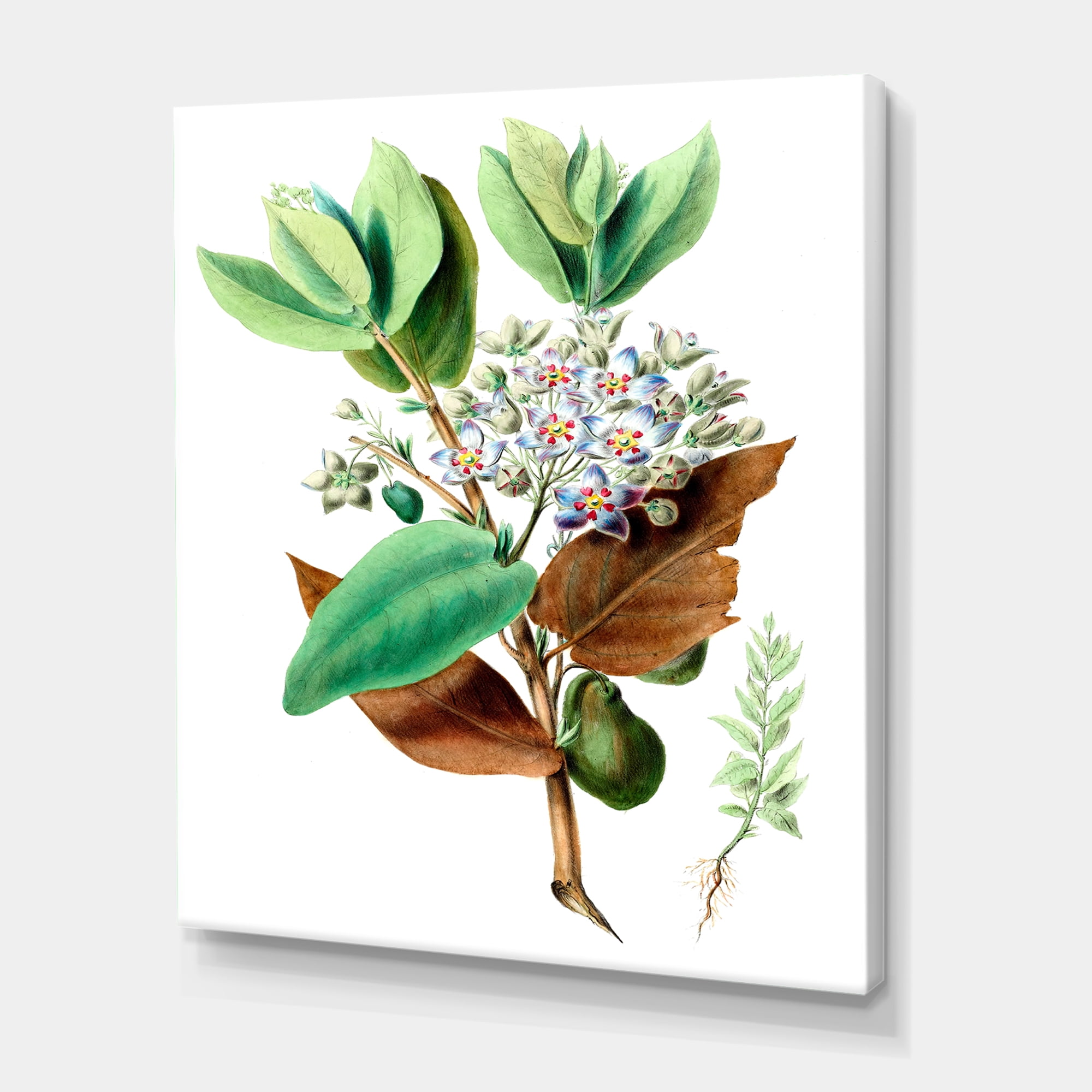 Designart ' Ancient Plant Life XXVIII ' Traditional Canvas Wall Art Print