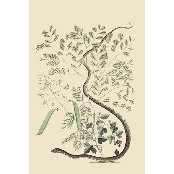 Spotted Ribbon Snake-Fine Art Canvas Print (20" x 30")