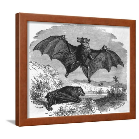Ilration Flying And Resting Bat Framed Print Wall Art