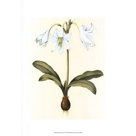 Belladonna Two Light - Belladonna Lilies I Poster Print by Vision studio (13 x 19)
