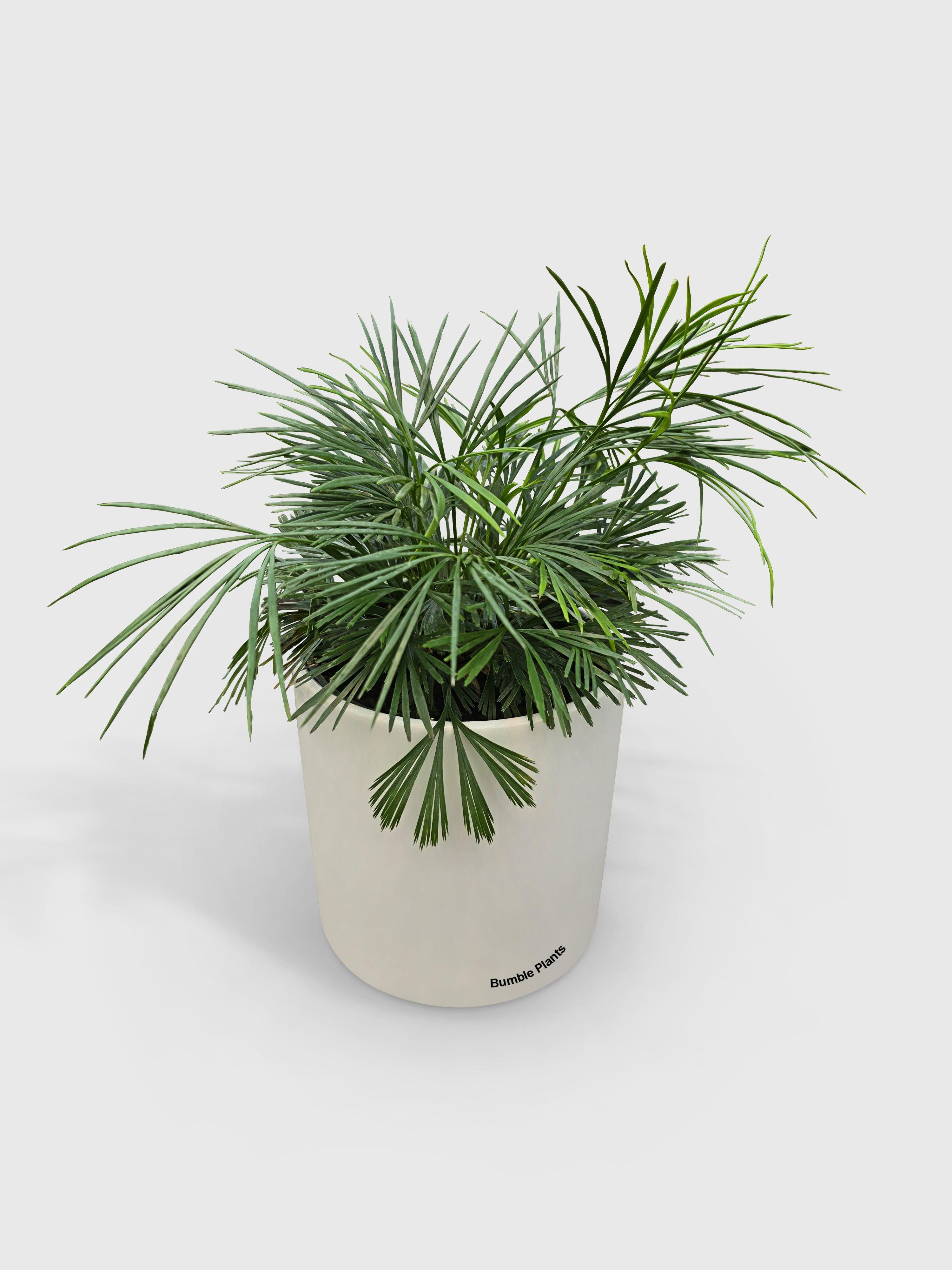 Eyelash Fern 'Actiniopteris Australis' - Live Air-Purifying Indoor Plant in Nursery Pot – Easy Care, Low Maintenance Houseplant for Home & Office Decor, Natural Air Cleaner, Best for Beginners