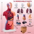 thumbnail image 2 of Modelo de cuerpo humano Ceonam de 28 cm con 15 piezas desmontables de PVC, 2 of 8