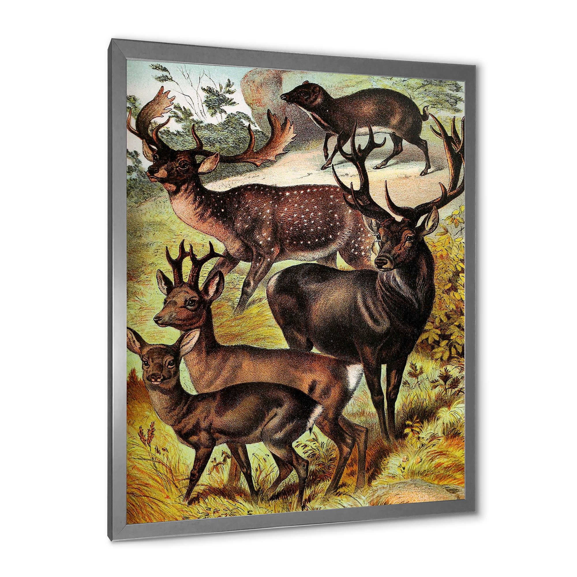 Designart 'Old-world Mammals I' Farmhouse Framed Art Print