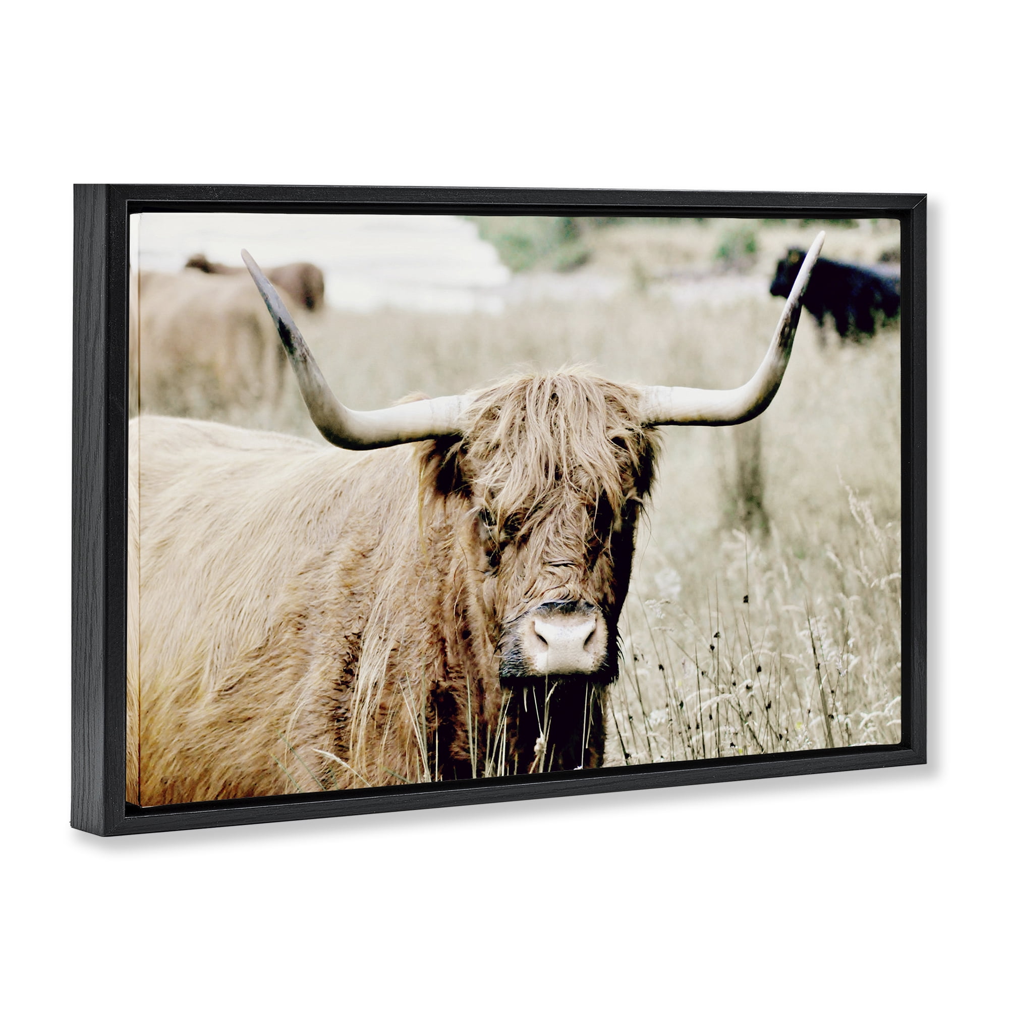 Stupell Industries Highland Cattle in Field Animals & Insects Photography Black Floater Framed Canvas Art Print Wall Art, 25 x 17