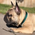 thumbnail image 2 of Country Brook Petz Martingale Dog Collar - Heavy-Duty Training Collar with No Buckle - Service Dog Collar for All Pups - Vibrant, Colorful Collection (Green, 3/4 Inch, Small), 2 of 8