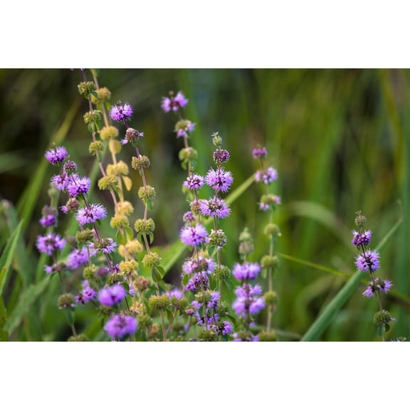 200 Seeds - PENNYROYAL Mint Mentha Pulegium Herb Purple Flower Seeds