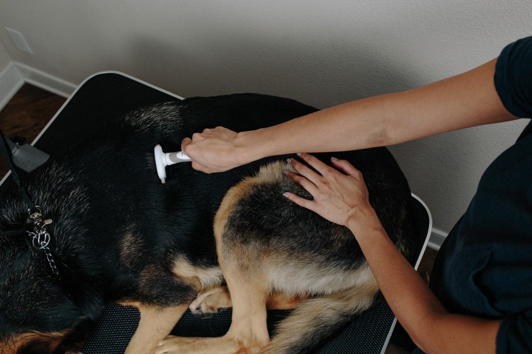 paws and pals deshedding tool