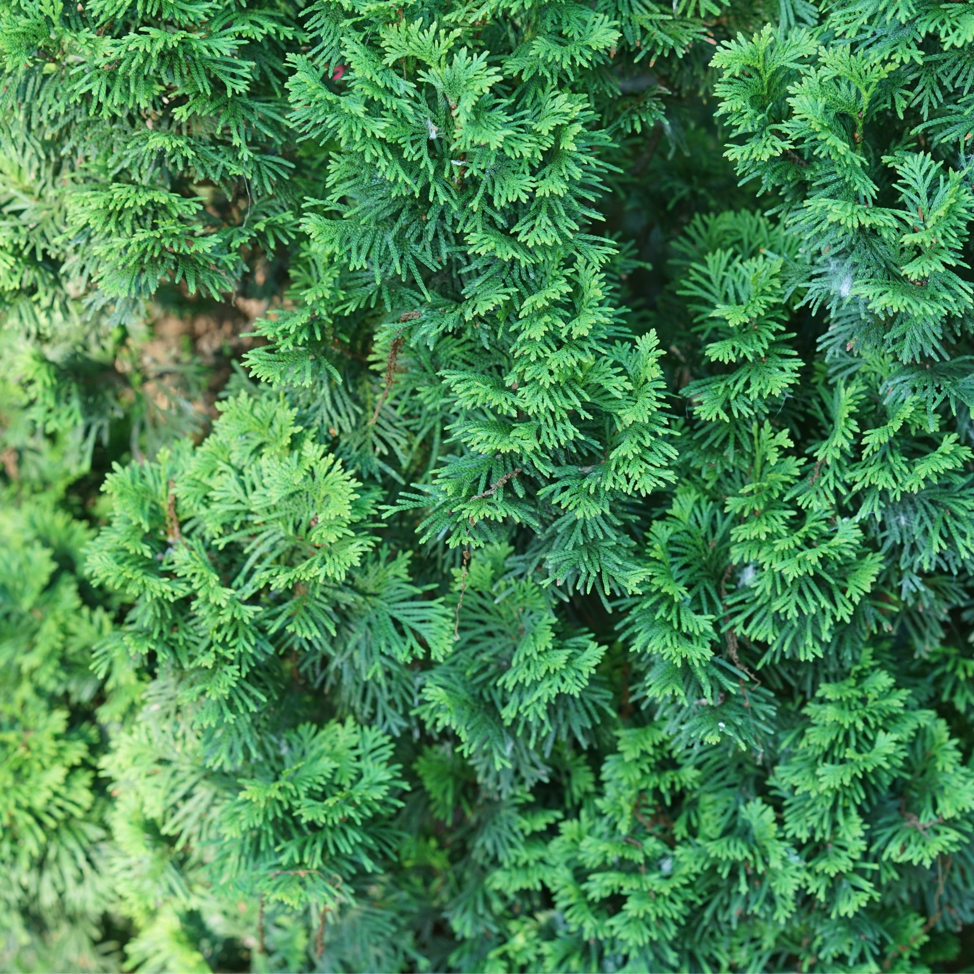 Proven Winners ColorChoice Sting Arborvitae Live Shrub (2 Gallon)