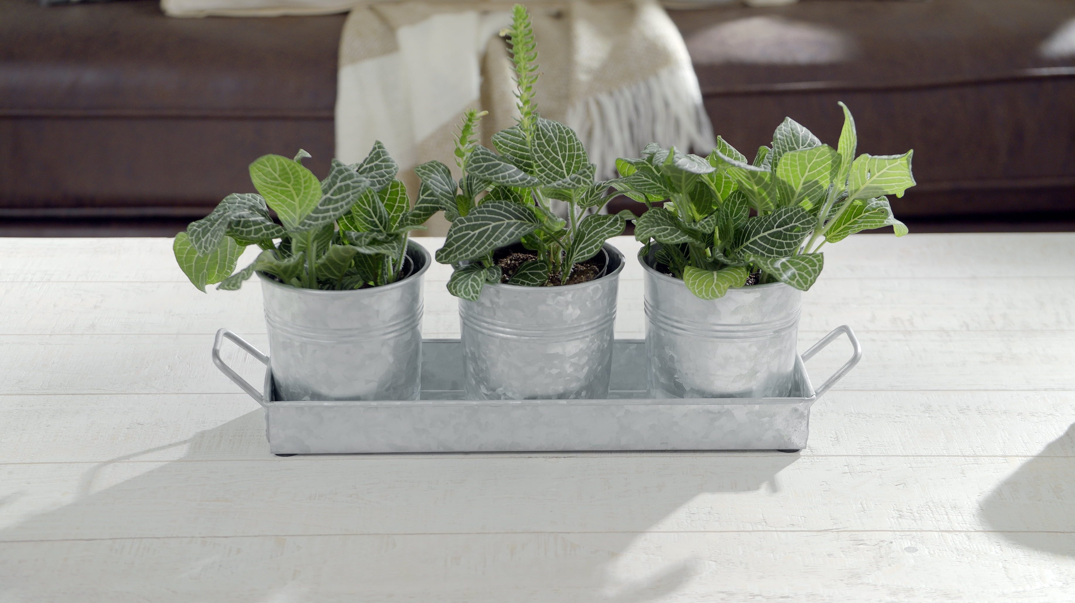 Succulent Herb Craft Caddy Details about   Farmhouse Flower Pot & Tray Set by Walford Home 