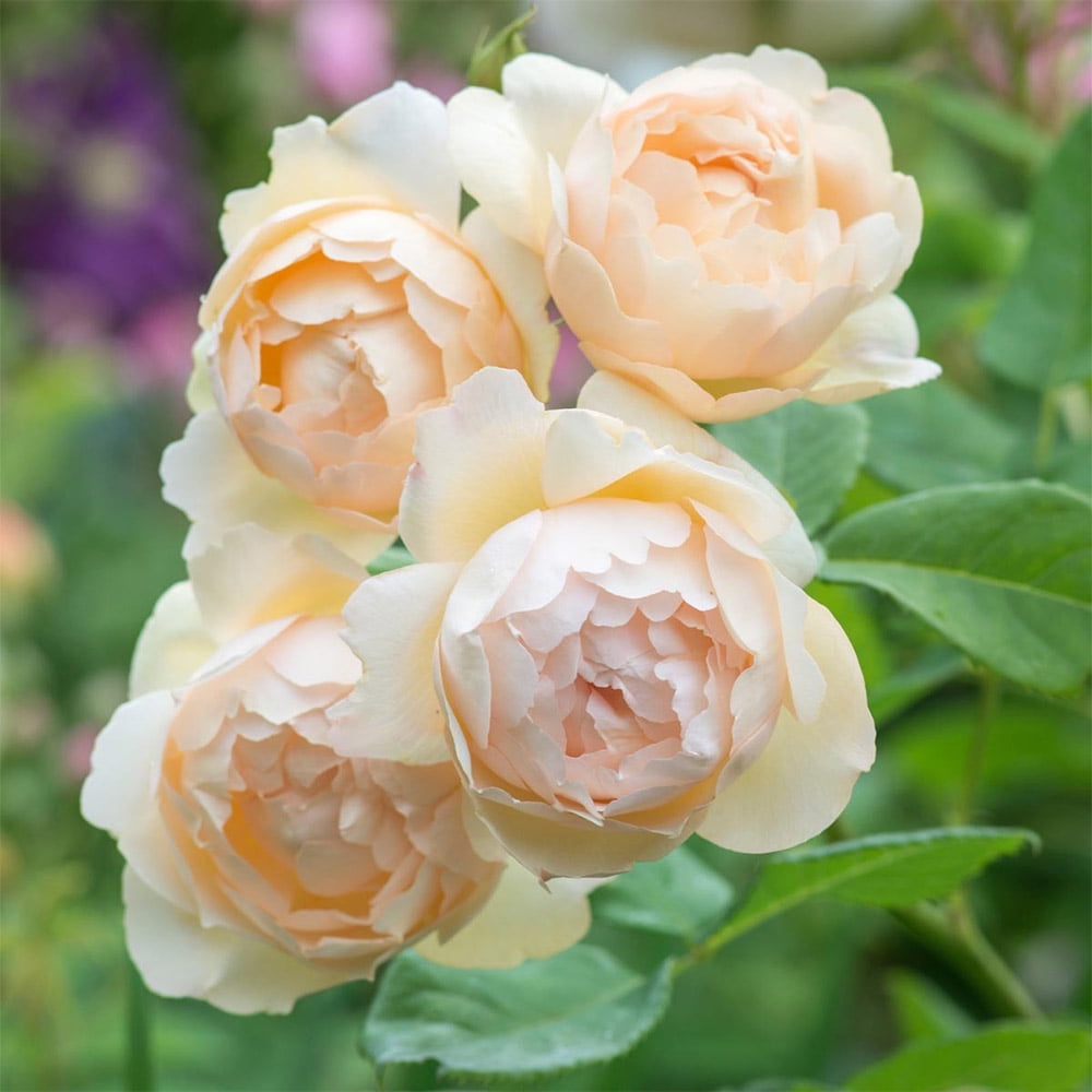 Heirloom Roses 15" Cream Wollerton Old Hall David Austin Rose Live Plants in Pots
