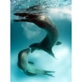 thumbnail image 2 of A pair of leopard seals interacting  Astrolabe Island  Antarctica Poster Print, 2 of 2