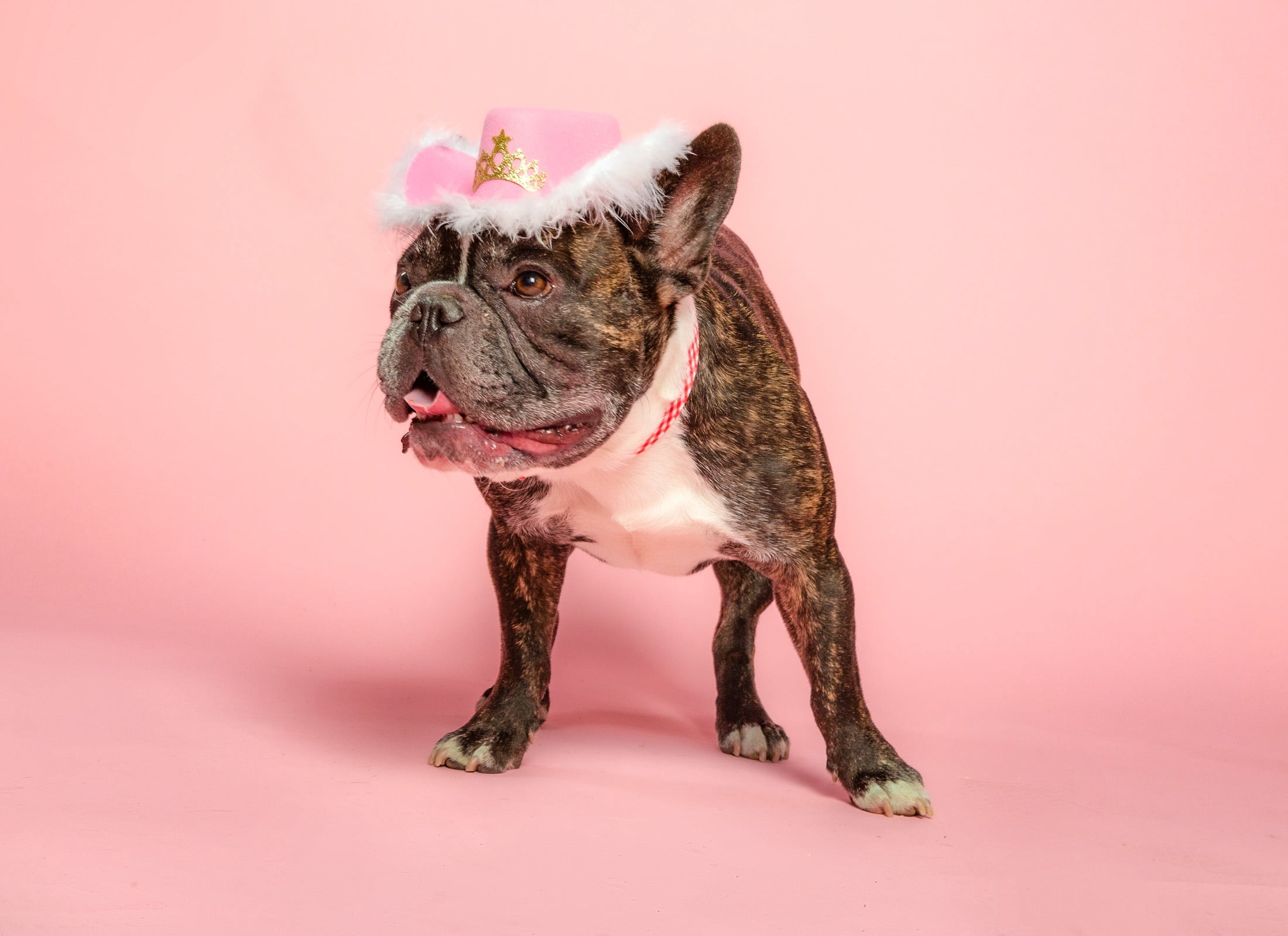 Doggy Parton Dog Clothes, Cowgirl Dog Hat with Tiara, Pink, XS/S