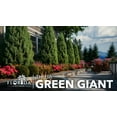thumbnail image 2 of Thuja Green Giant | 1 Live Quart Size Tree | Thuja standishii x plicata | Fast Growing Privacy Screen | Evergreen Landscape Plants for Borders, 2 of 6