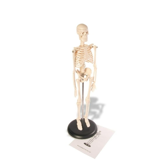 Mannequin Full Body,Anatomy Skeleton Model,17" Height Scientific Anatomy Human Body Model with Movable Joints,Anatomy and Physiology Study Tools