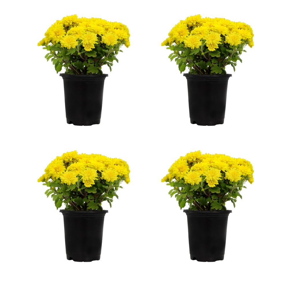 Expert Gardener 1 Quart Yellow Mum Live Plants (4 Pack) with Grower Pots