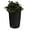 Black, variant on Good Ideas Imp-L50-Kha Impressions Palm Rain Barrel, 50 Gallon, Khaki