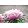 thumbnail image 5 of 10+ Seeds| Chojuraku tree peony Flower Seeds for planting in the garden- perennial plant #B050 [BUY 3 GET 1 FREE ], 5 of 5