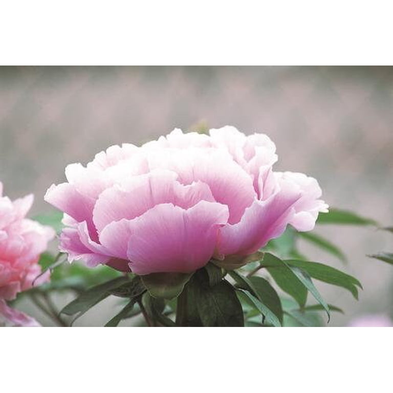 10+ Live Rare Bush Seeds | Chojuraku Tree Peony Flower Seeds for