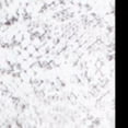 thumbnail image 4 of IDEOLOGY Womens White Snake Print Skinny Active Wear Leggings Size: 2XL, 4 of 4