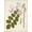 Unframed, variant on Art.com Vintage Flowering Trees VIII Art Print by 0 Unknown, 12" x 16"