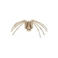 thumbnail image 1 of Spider Skeleton, 1 of 2