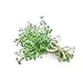 thumbnail image 3 of Thyme Herb Seeds - Non-GMO - 0.5 Grams, Approximately 2,200 Seeds, 3 of 3