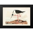 thumbnail image 2 of Audubon, John James 18x13 Black Modern Framed Museum Art Print Titled - Pl 328 Long- legged Avocet, 2 of 5