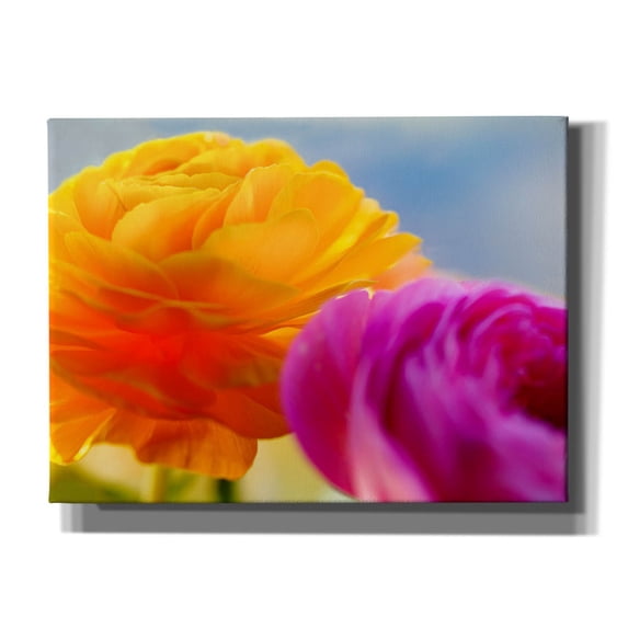 Epic Graffiti 'Ranunculus In Orange And Pink' by Pamela Plummer, Canvas Wall Art, 54"x40"