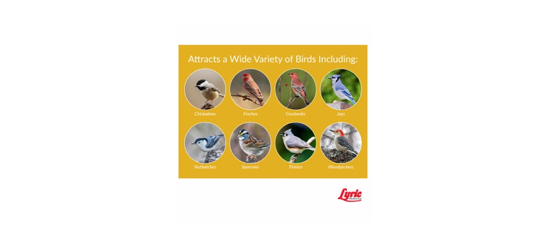 Lyric Wild Bird Feed Black Oil Sunflower Bird Food, 25 lb Bag
