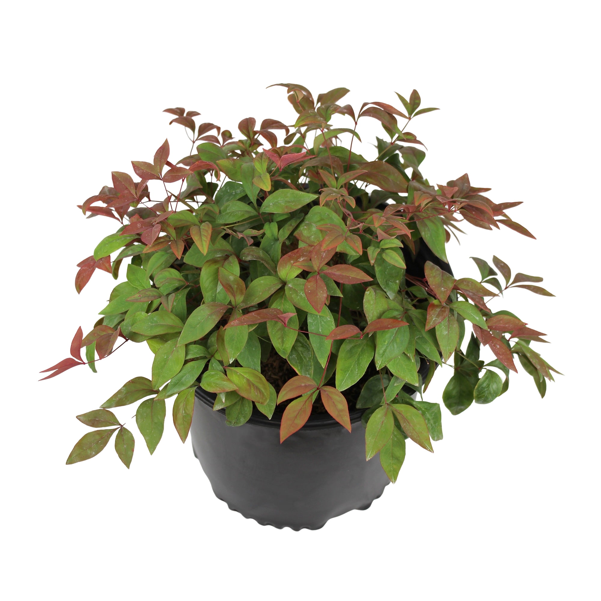 Expert Gardener 2.25G Nandina Domestica Nana Live Plant Full Sun