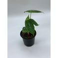 thumbnail image 6 of Alocasia Morocco, Alocasia Reginu, 4 inch, Elephant Ear African Plant, Clear Green, 6 of 7
